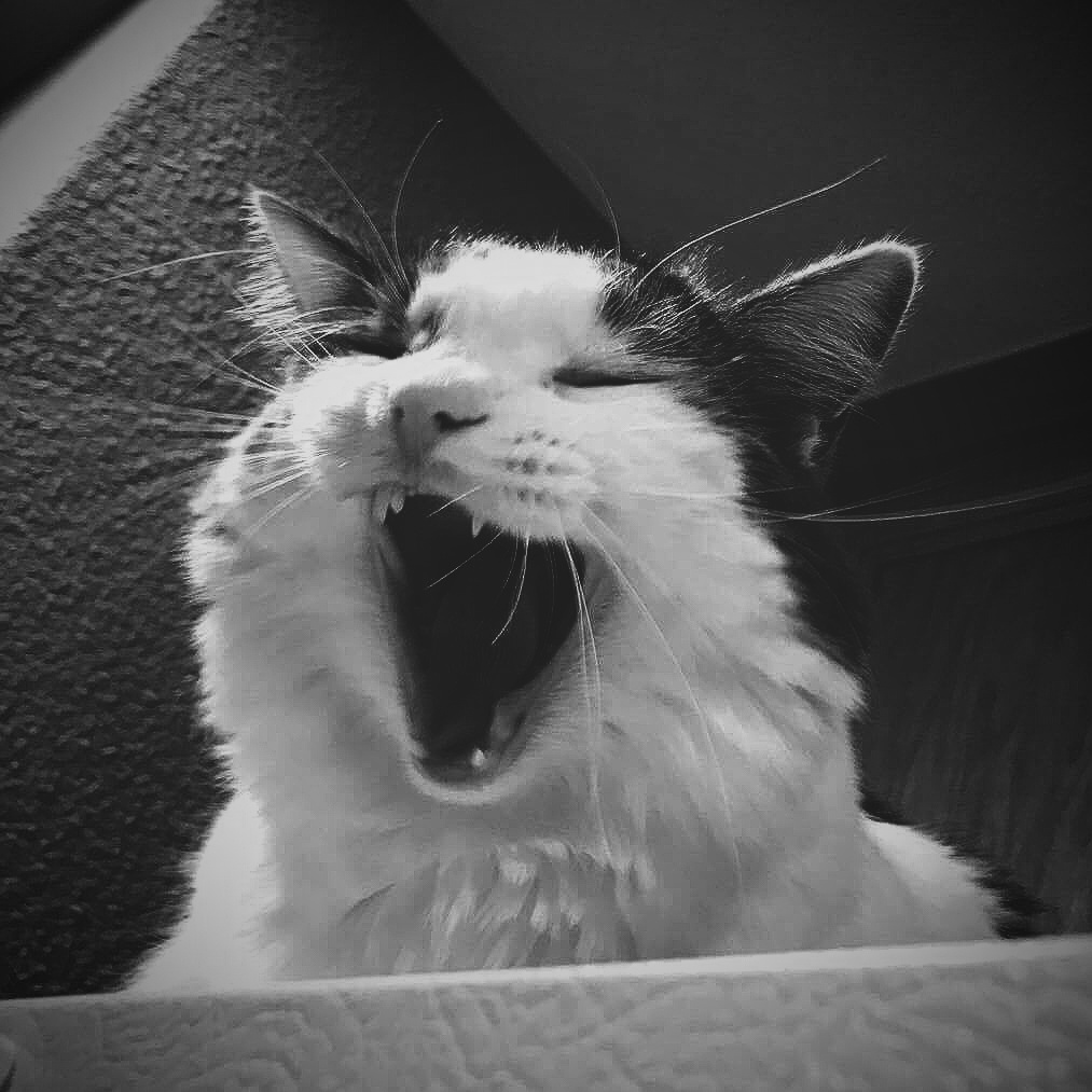 A cat opens their mouth wide in apparent pleasure.