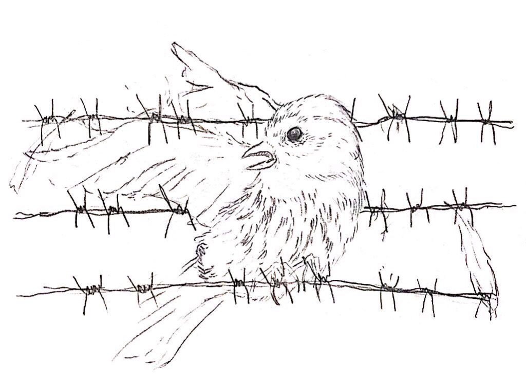 A bird is trapped between barbed wire.