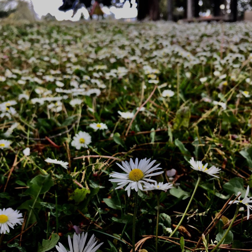 A field of daisies in daytime.