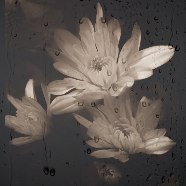 White flowers are behind a window-like surface, with rain-like droplets running down it.