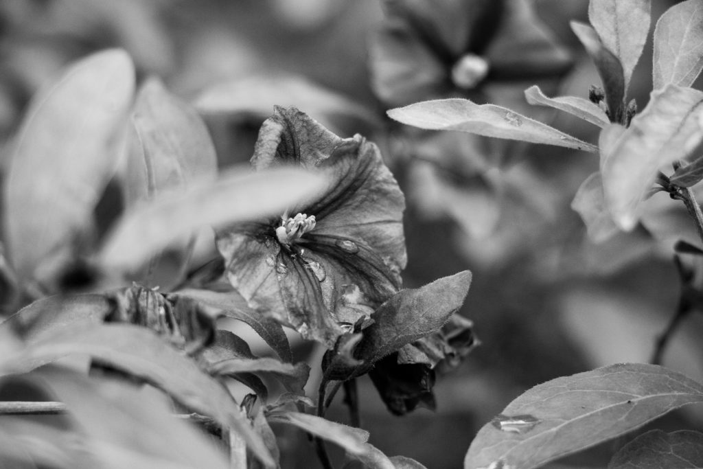 Vertigo Flowers